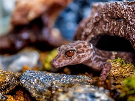 ハイナントカゲモドキのアップ ハイナントカゲモドキ,ヤモリ,爬虫類の写真素材