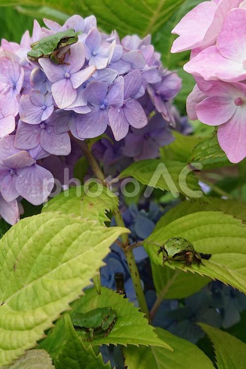 紫陽花とアマガエル 紫陽花,アマガエル,梅雨の写真素材