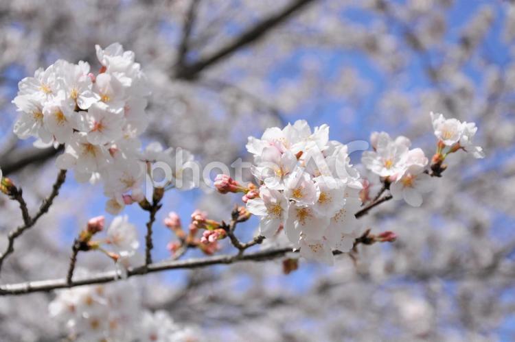 やっと咲いた 桜,さくら,サクラの写真素材