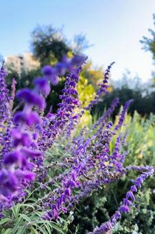 夕日に照らされる紫色のセージの花 セージ,アメジストセージ,花の写真素材