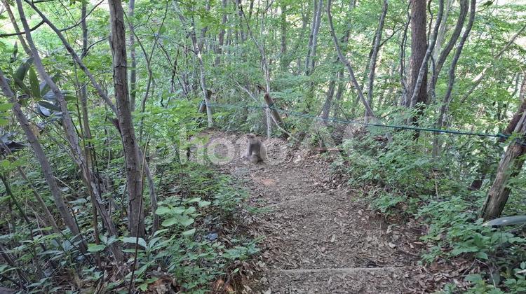 野生の猿と登山道 猿,サル,さるの写真素材
