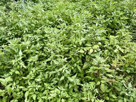 雑草 雑草の写真