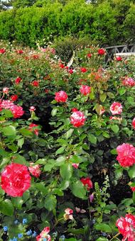 鮮やかな薔薇の花の写真