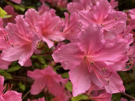 Azalea, JPG Azalea, JPG