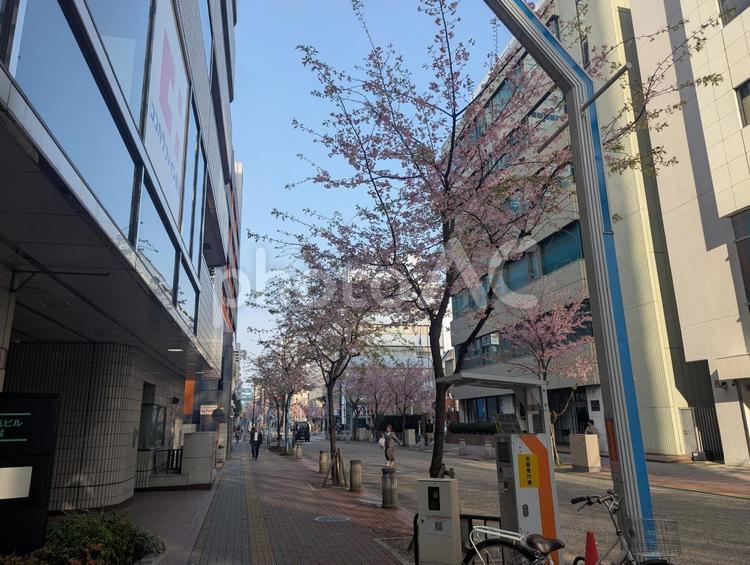 桜並木 桜,サクラ,さくらの写真素材
