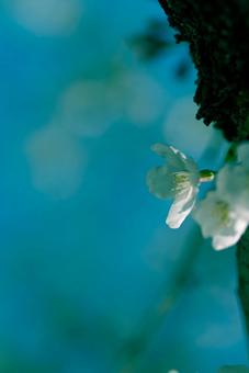 白い桜の花 白い桜の花の写真