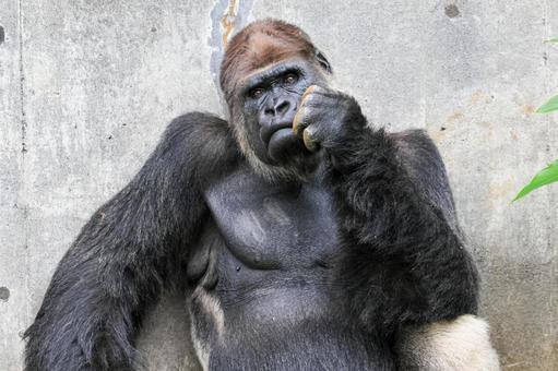 ニシゴリラ ニシゴリラ ニシゴリラ,ニシローランドゴリラ,アフリカの写真素材