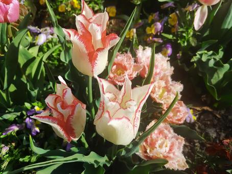 Tulips White x Red, JPG