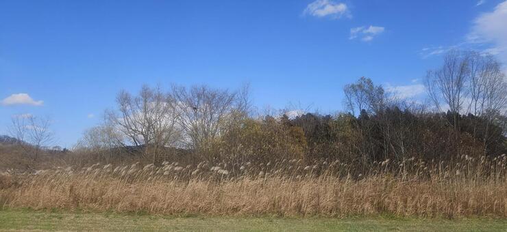 秋空とススキ 秋空,秋,空の写真素材