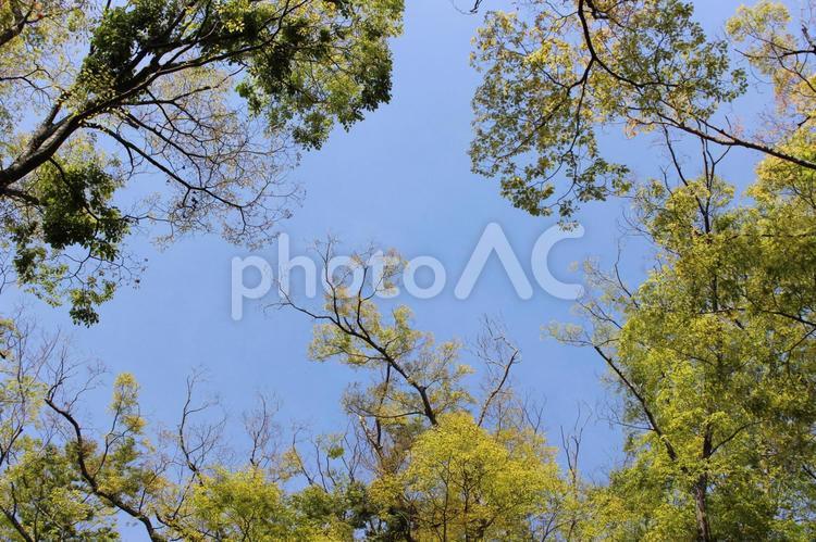 空と木　春 空,枝,若葉の写真素材