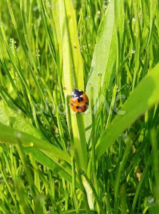 てんとう虫さん てんとう虫,生き物,自然の写真素材