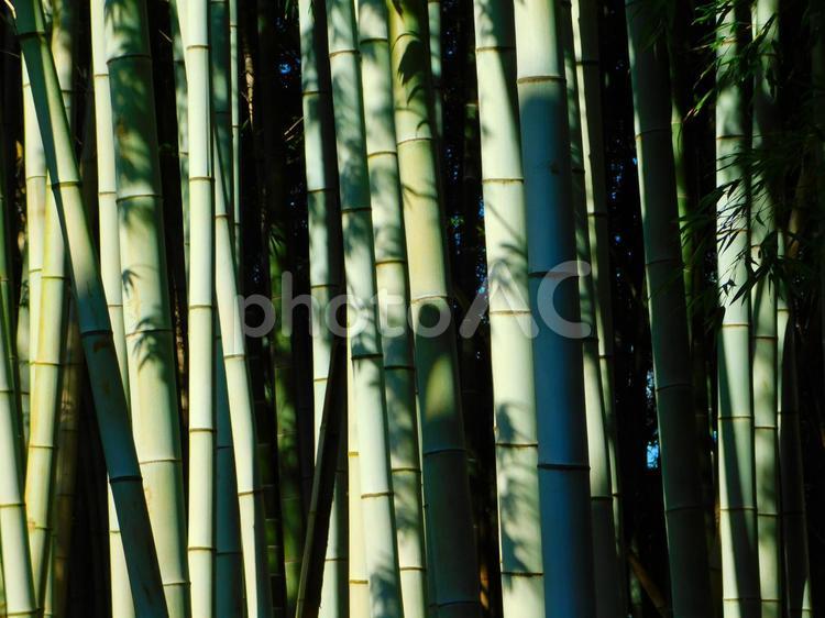 葉の影ゆらぐ竹林 竹,林,葉の写真素材