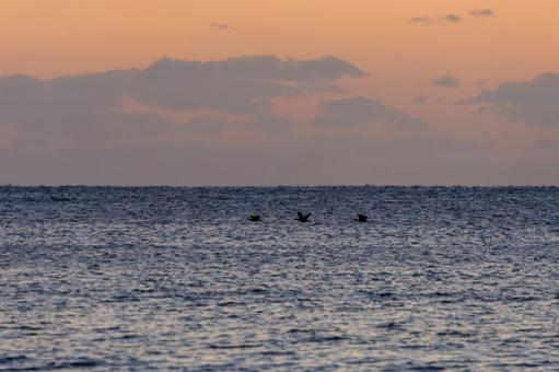 夕焼け空と海を飛ぶ鳥たち 夕焼け空と海を飛ぶ鳥たちの写真