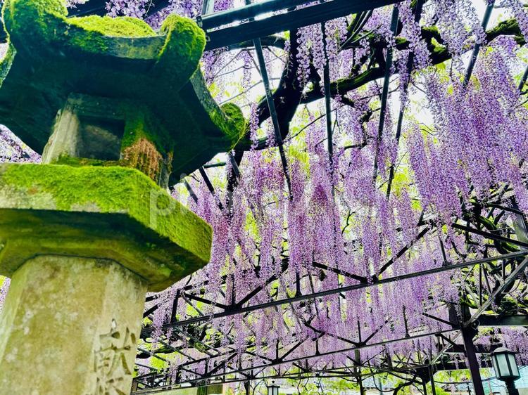 灯籠と藤棚1 藤,藤の花,藤棚の写真素材