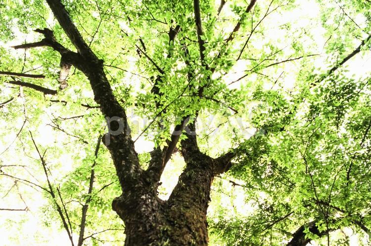 木漏れ日41 春,若葉,植物の写真素材