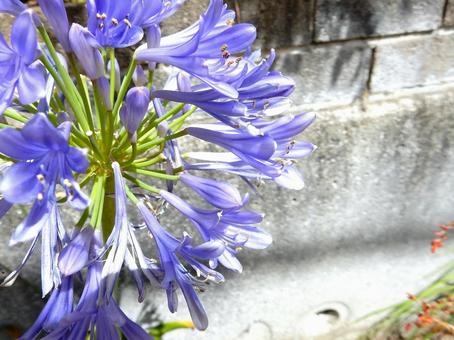 Photo, agapanthus, purple clam, blue, 