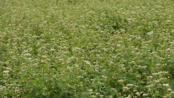 秋の実り そば,草,自然の写真素材