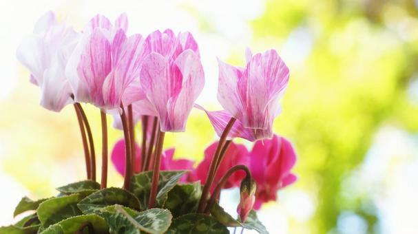 シクラメン-133 シクラメン,ガーデンシクラメン,クレヨンの写真素材