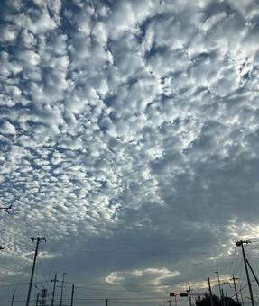 鱗雲 鱗雲の写真