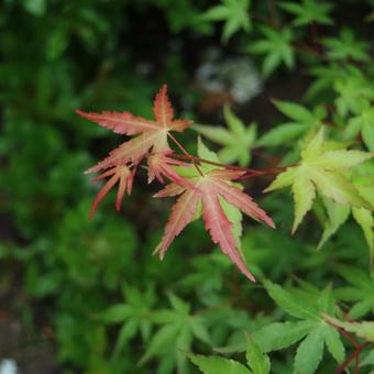 春に紅葉している紅葉 春に紅葉している紅葉の写真