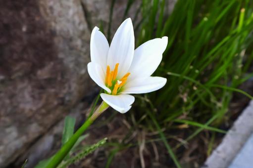 公園のゼフィランサスの花(梅雨~秋)2 公園のゼフィランサスの花(梅雨~秋)2 ゼフィランサス,タマスダレ,花の写真素材