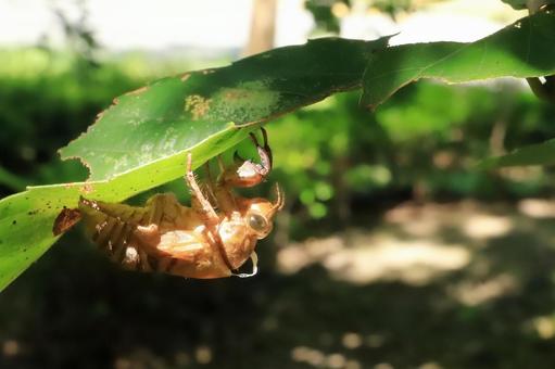 葉にとまるセミの抜け殻 葉にとまるセミの抜け殻の写真