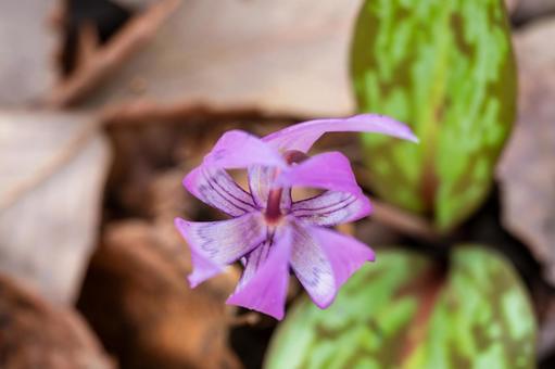 Photo, weed, katakuri, close-up, 