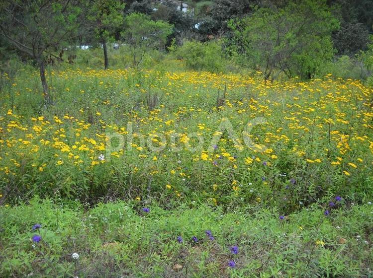 黄色い小花の花畑（メキシコ） 花畑,花,黄色の写真素材