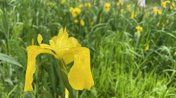 シヨウブが咲いた シヨウブが咲いたの写真