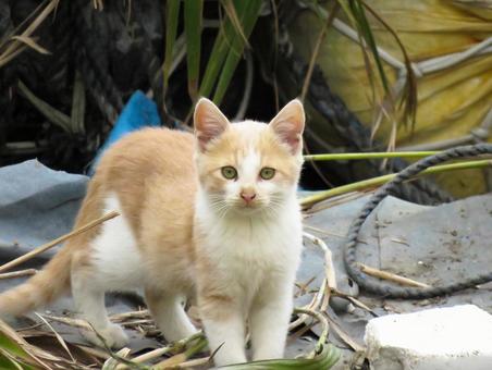 こちらを警戒している子猫 こちらを警戒している子猫の写真
