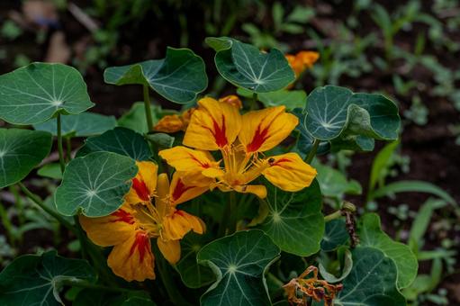 牛島のフジ2025年 藤花園,キンレンカ,花の写真素材