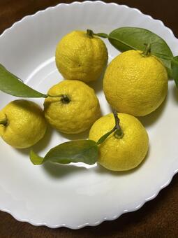 柚子 柚子,ユズ,柑橘系の写真素材