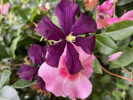 Photo, rose, clematis, potting, 