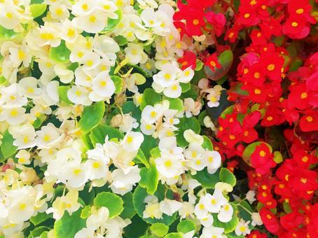道端の可憐な花々 道端の可憐な花々の写真