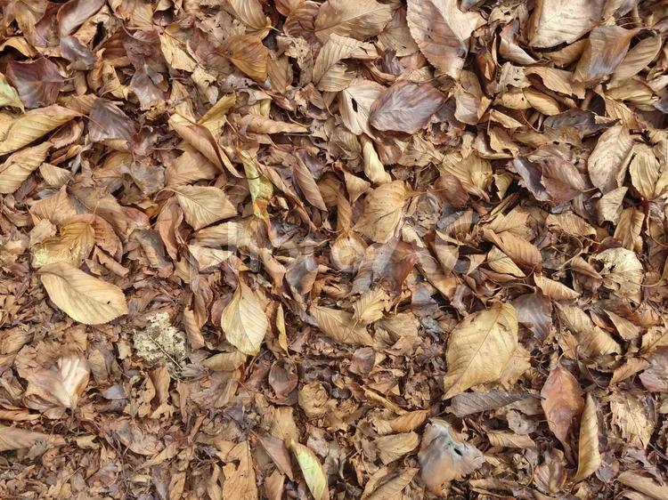 桜並木の落ち葉の絨毯 落ち葉,枯れ葉,絨毯の写真素材