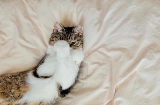 両手で顔を隠す猫 両手で顔を隠す猫 猫,子猫,ペットの写真素材