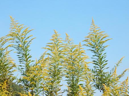 【花の写真】セイタカアワダチソウ 【花の写真】セイタカアワダチソウの写真