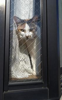 外が気になる猫 外が気になる猫の写真