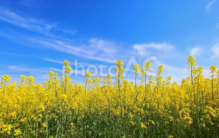 満開の菜の花畑と青空 菜の花,花,春の写真素材