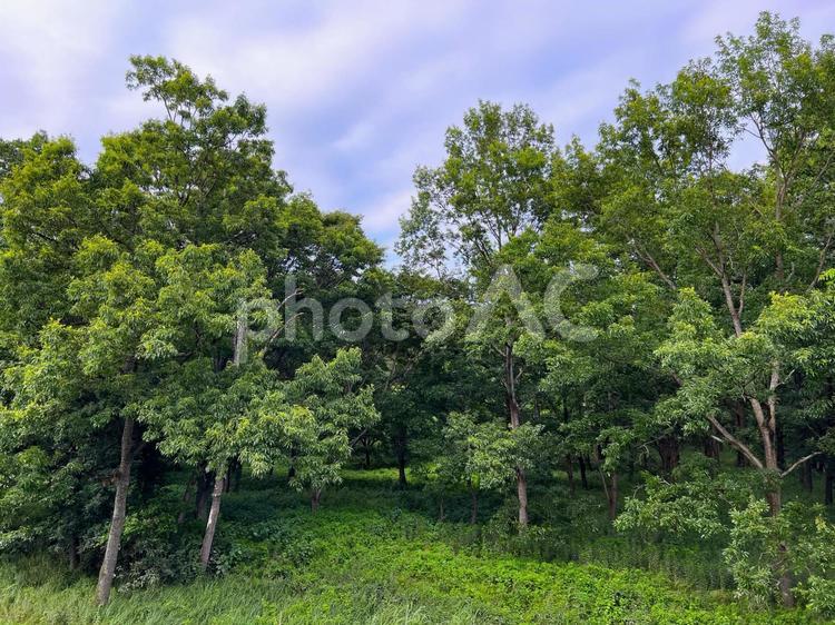 緑に映える森の風景 森林,緑,夏の写真素材
