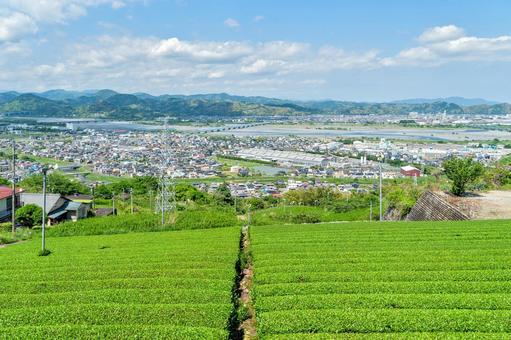 島田市 金谷の茶畑と街並み(静岡) 島田市 金谷の茶畑と街並み(静岡)の写真
