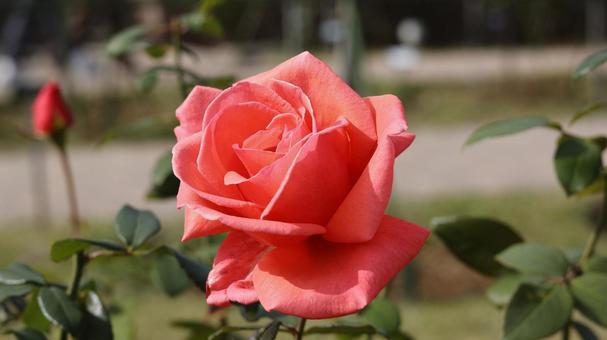 【花の写真】ばらの花 rose,植物,園芸の写真素材