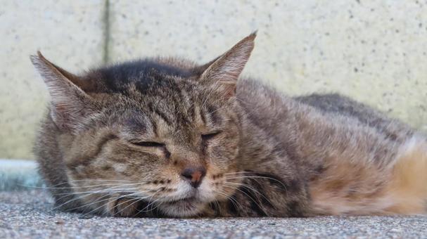 夕涼みしながらうたた寝するもふもふな猫 夕涼みしながらうたた寝するもふもふな猫の写真
