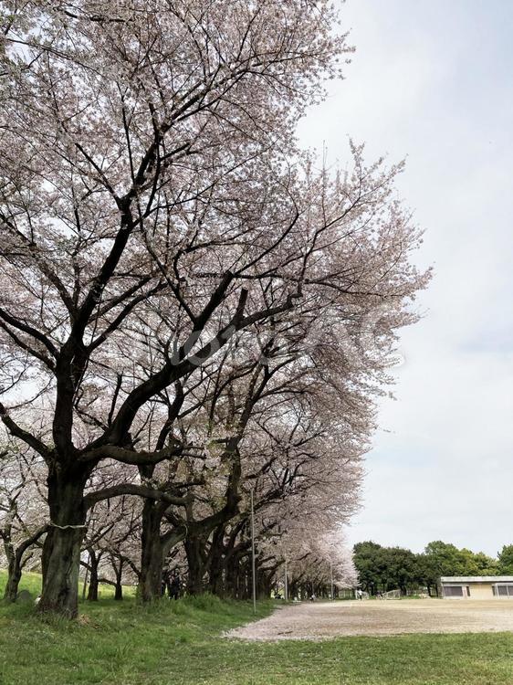 満開の桜並木 桜,満開,桜並木の写真素材