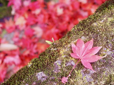 紅葉 紅葉の写真