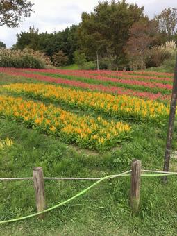 花畑 花畑の写真
