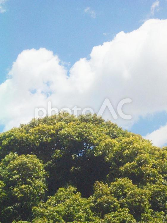樹木と青空 樹木,植物,木の写真素材