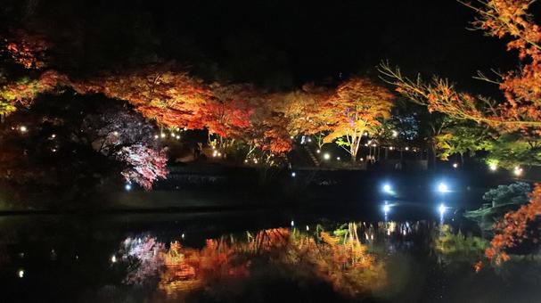 虹の郷　池に映る紅葉ライトアップ 紅葉,ライトアップ,秋の写真素材