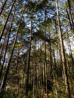 まっすぐ伸びた木々の林 まっすぐ伸びた木々の林 林,人工林,森林の写真素材