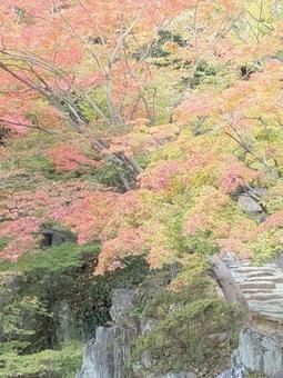 初紅葉 西の丸庭園,紅葉渓庭園,初紅葉の写真素材